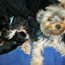 Image pour l'annonce à reserver pour adoption 3 chiots de type yorkshire pure race