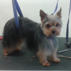 Image pour l'annonce à reserver pour adoption 3 chiots de type yorkshire pure race