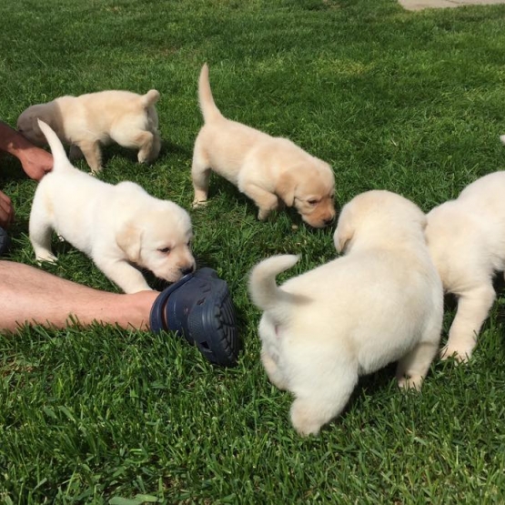 Image pour l'annonce Chiots Labrador Retriever