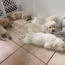 Image pour l'annonce Chiots Labrador Retriever