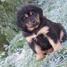 Image pour l'annonce Exceptionnel chiots Dogue du Tibet