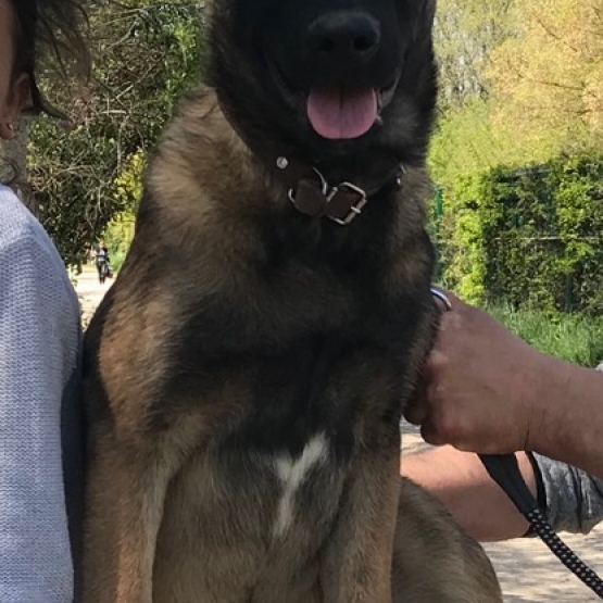 Image pour l'annonce Berger Belge Malinois a vendre