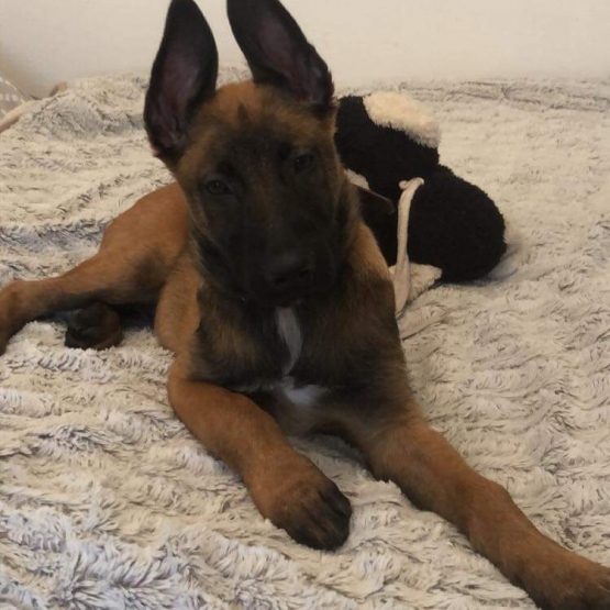 Image pour l'annonce Berger Belge Malinois a vendre