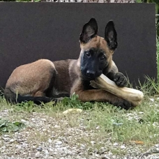 Image pour l'annonce Berger Belge Malinois a vendre