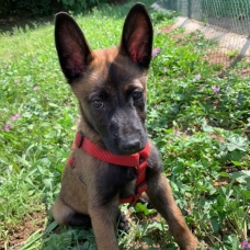 Image pour l'annonce Berger Belge Malinois a vendre