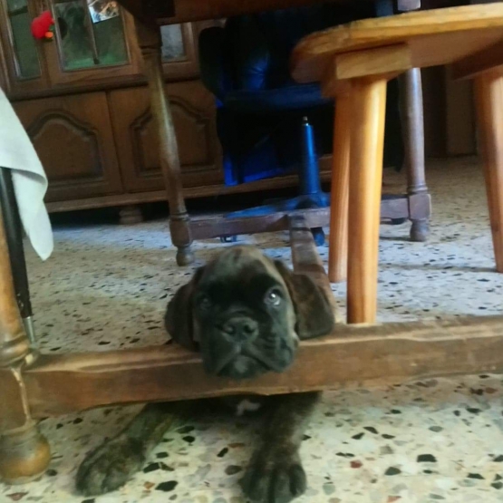 Image pour l'annonce Boxer LOF