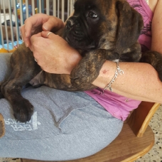 Image pour l'annonce Boxer LOF