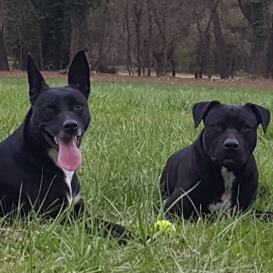 Image pour l'annonce Donne 2chiens Berger Croisé (Mère+Fils)