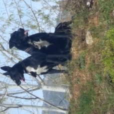 Image pour l'annonce Donne 2chiens Berger Croisé (Mère+Fils)