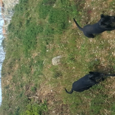 Image pour l'annonce Donne 2chiens Berger Croisé (Mère+Fils)