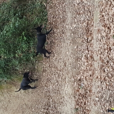 Image pour l'annonce Donne 2chiens Berger Croisé (Mère+Fils)