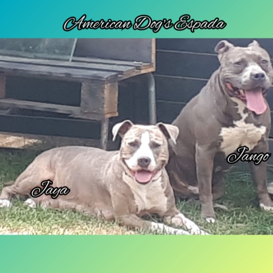 Image pour l'annonce Vends chiots American staffordshire terrier LOF