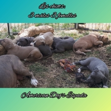 Image pour l'annonce Vends chiots American staffordshire terrier LOF