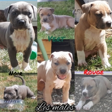 Image pour l'annonce Vends chiots American staffordshire terrier LOF