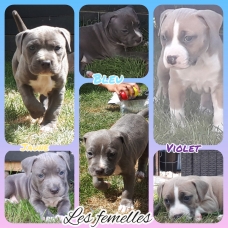 Image pour l'annonce Vends chiots American staffordshire terrier LOF