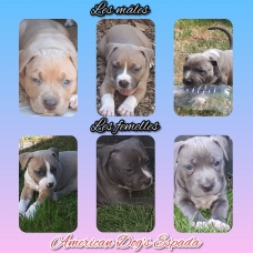 Image pour l'annonce Vends chiots American staffordshire terrier LOF