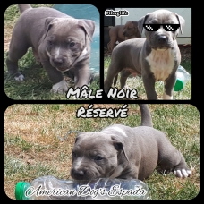Image pour l'annonce Vends chiots American staffordshire terrier LOF