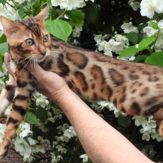 Image pour l'annonce superbes chatons Bengal LOOF , provenant de belle lignée Française : ELITE BENGAL ET LEOCATS BENGAL.