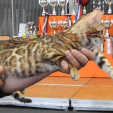 Image pour l'annonce superbes chatons Bengal LOOF , provenant de belle lignée Française : ELITE BENGAL ET LEOCATS BENGAL.