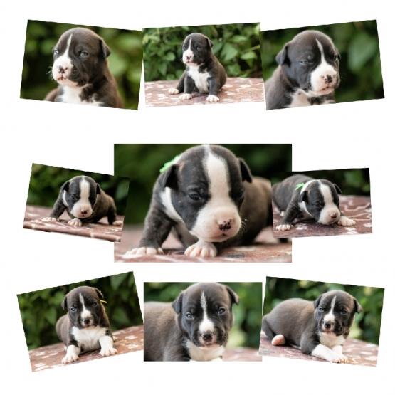 Image pour l'annonce dispo à la réservation chiots am staf