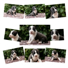 Image pour l'annonce dispo à la réservation chiots am staf