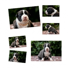 Image pour l'annonce dispo à la réservation chiots am staf