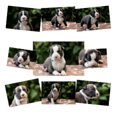 Image pour l'annonce dispo à la réservation chiots am staf