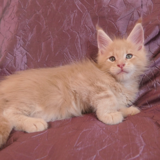 Image pour l'annonce Adorables chatons maine coon mâles