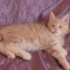 Image pour l'annonce Adorables chatons maine coon mâles