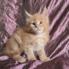 Image pour l'annonce Adorables chatons maine coon mâles