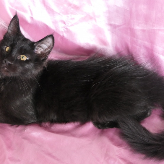 Image pour l'annonce Superbe femelle maine coon noire