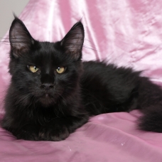 Image pour l'annonce Superbe femelle maine coon noire