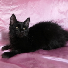 Image pour l'annonce Superbe femelle maine coon noire