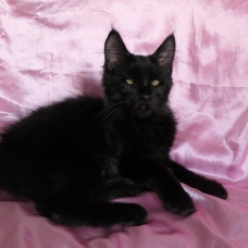 Image pour l'annonce Superbe femelle maine coon noire