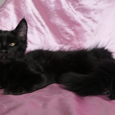 Image pour l'annonce Superbe femelle maine coon noire