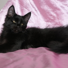 Image pour l'annonce Superbe femelle maine coon noire