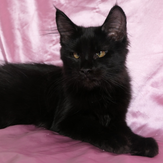 Image pour l'annonce Adorable Chaton maine coon femelle