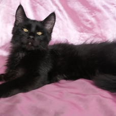 Image pour l'annonce Adorable Chaton maine coon femelle