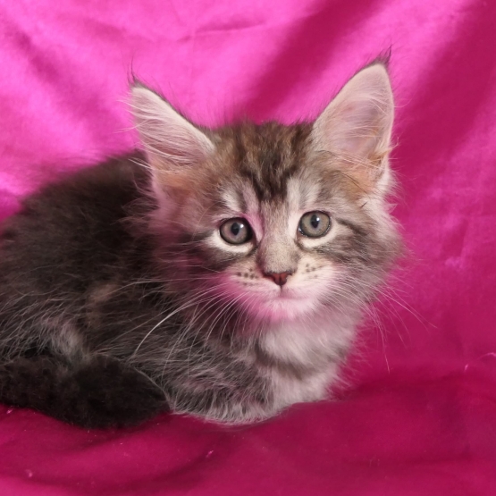 Image pour l'annonce Chaton maine coon femelle Loof