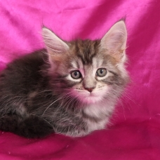 Image pour l'annonce Chaton maine coon femelle Loof
