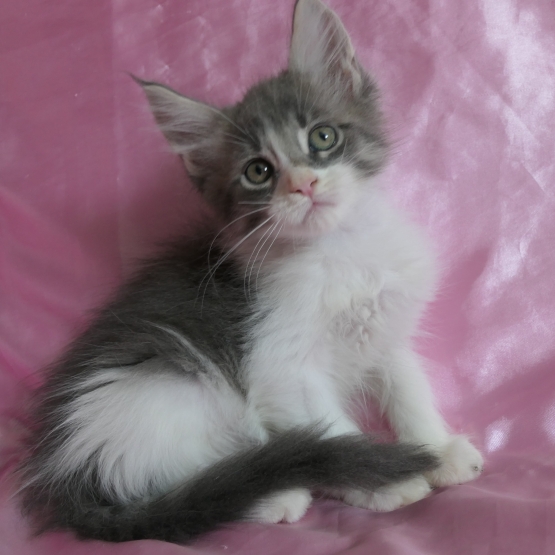 Image pour l'annonce Chaton maine coon bleu et blanc mâle
