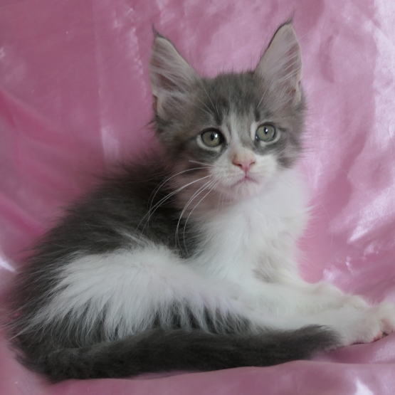 Image pour l'annonce Chaton maine coon bleu et blanc mâle