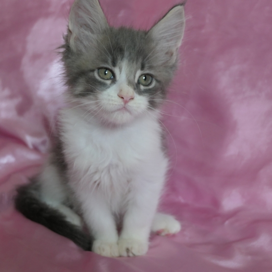 Image pour l'annonce Chaton maine coon bleu et blanc mâle