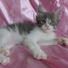 Image pour l'annonce Chaton maine coon bleu et blanc mâle