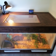 Image pour l'annonce Vends pantherophis guttatus + terra maison