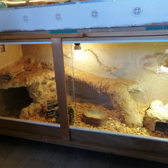 Image pour l'annonce Vends pogona vitticeps  + terra
