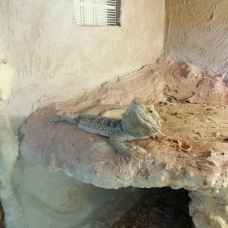 Image pour l'annonce Vends pogona vitticeps  + terra