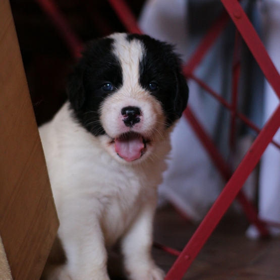 Image pour l'annonce 3 magnifiques chiots Landseer (cousin terre neuve)