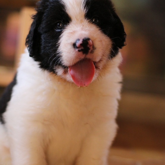 Image pour l'annonce 3 magnifiques chiots Landseer (cousin terre neuve)