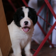 Image pour l'annonce 3 magnifiques chiots Landseer (cousin terre neuve)